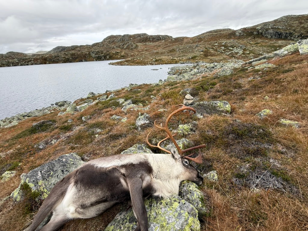 Reinsjakt Såtehytta pakke