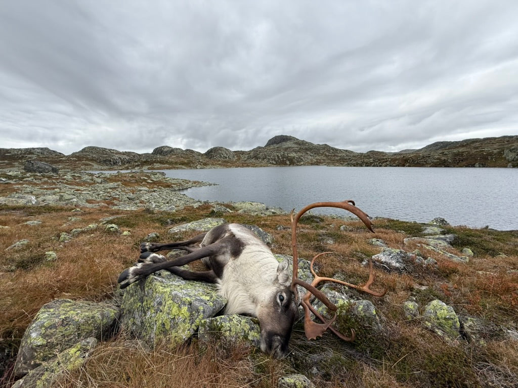 Reinsjakt Såtehytta