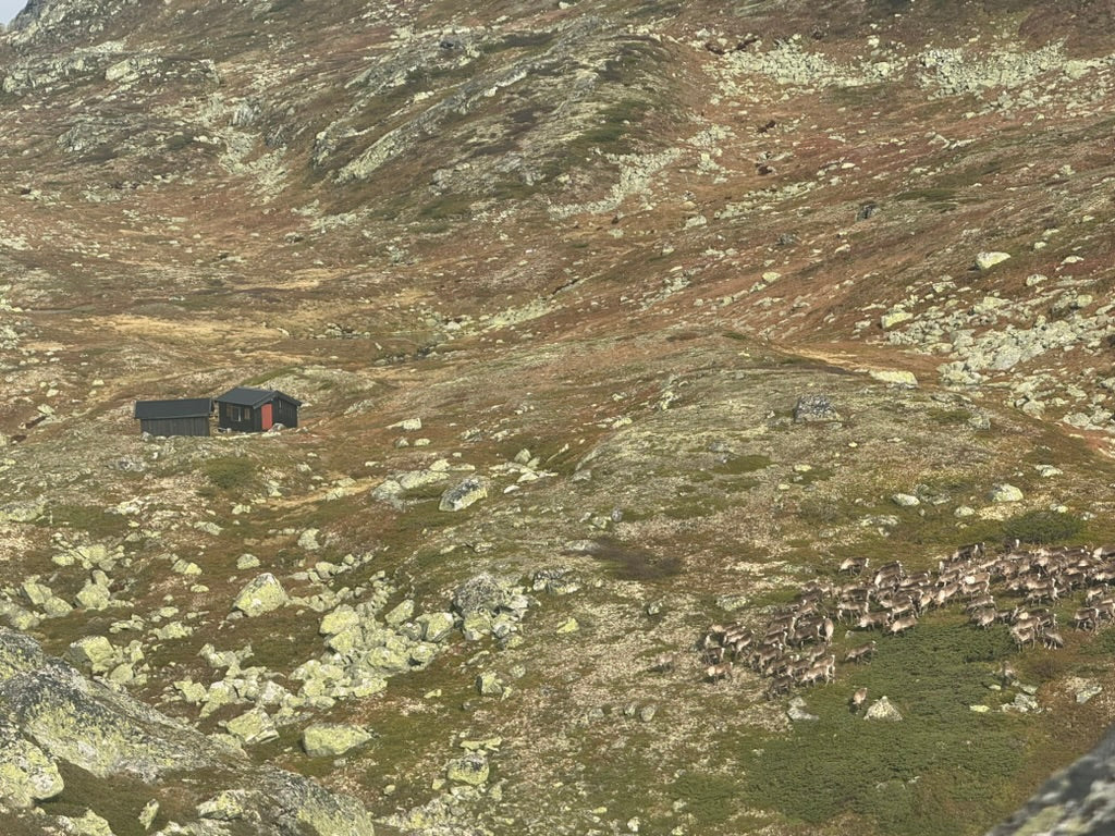 Reinsjakt Såtehytta pakke