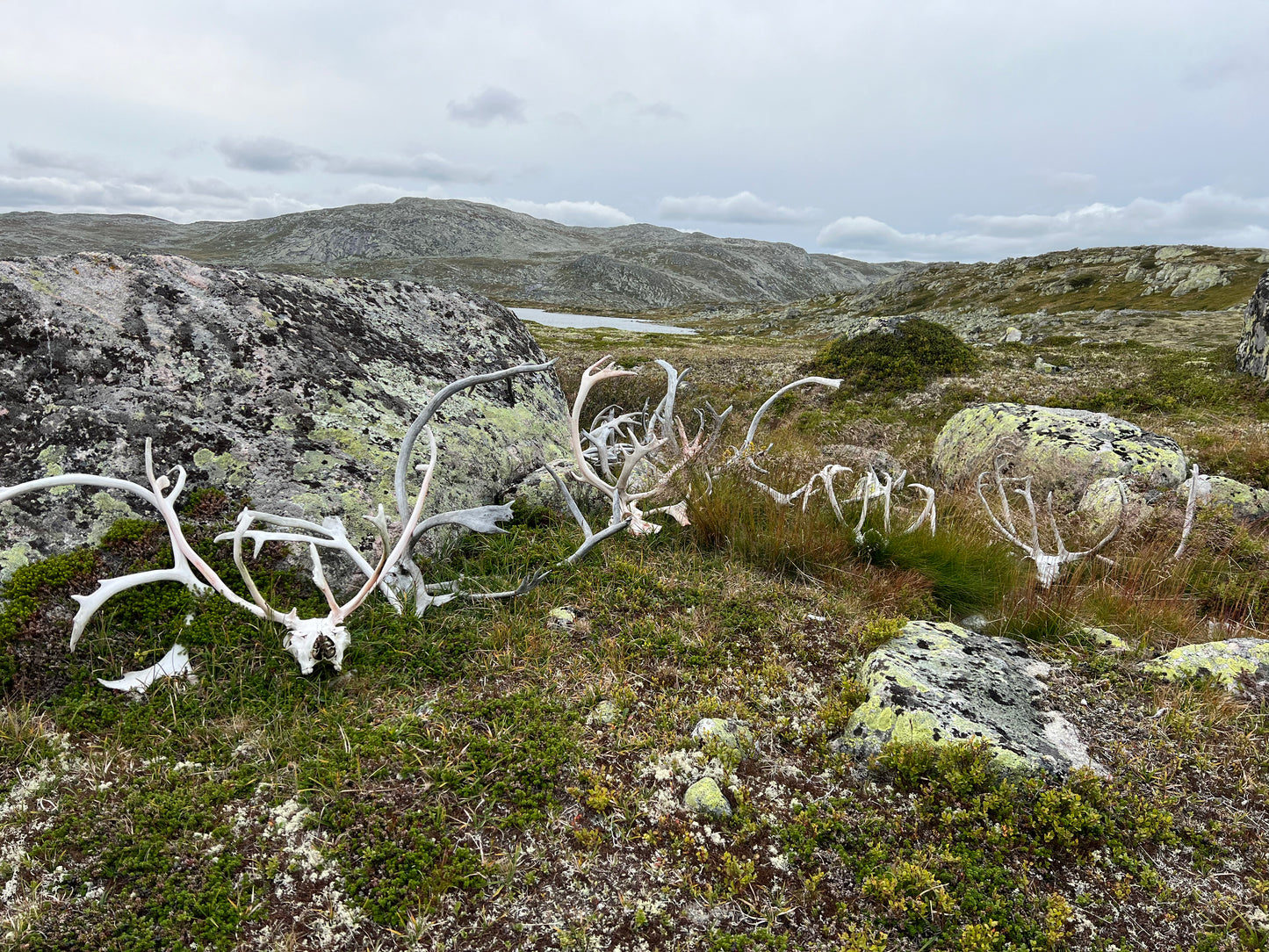 Reinsjakt Jutulsbu pakke